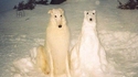Deux chiens
