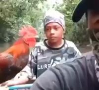 Aucun respect pour le chant du coq