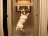 Ça peut être con un chien