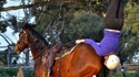 Le cheval:"Où est passée ma cavalière?"