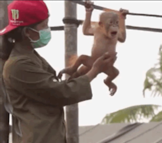 Un bébé Orang-outan se fait caresser le ventre
