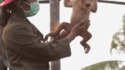 Un bébé Orang-outan se fait caresser le ventre