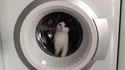 Question : Pour laver son petit chat ...
