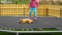 Chat sur trampoline