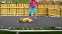 Chat sur trampoline