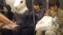 Lapin dans le métro
