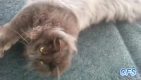 Compilation de chats maladroits