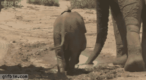 Un éléphanteau a beaucoup de mal à tenir sur ses grosses pattes.
