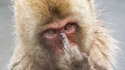 Un macaque