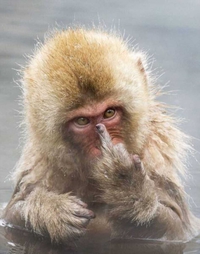 Un macaque