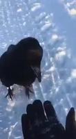 Le corbeau et la neige