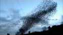 A cloud of birds
