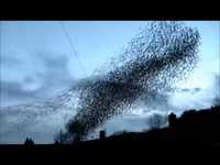 A cloud of birds