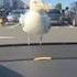 Mouette échaudée 