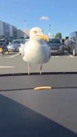 Mouette échaudée 