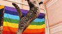 Audition pour Nyan Cat