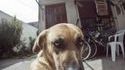 Selfie de chien