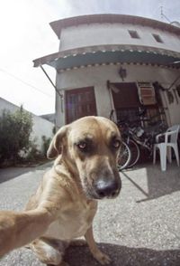 Selfie de chien