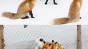 Tous des animaux