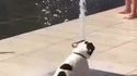 Un chien jouant avec un jet d’eau 