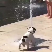 Un chien jouant avec un jet d’eau 
