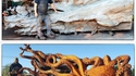 Pieuvre en bois
