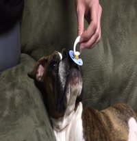 Un boxer et sa tétine