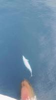 Un dauphin surfe sur la vague d'étrave d'un navire