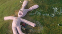 Lapin rose