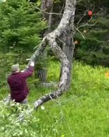 Chaud la clairière !