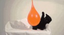 Un chaton joue avec un ballon de baudruche remplit d'eau