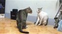 Cat Fight Dance