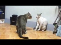 Cat Fight Dance