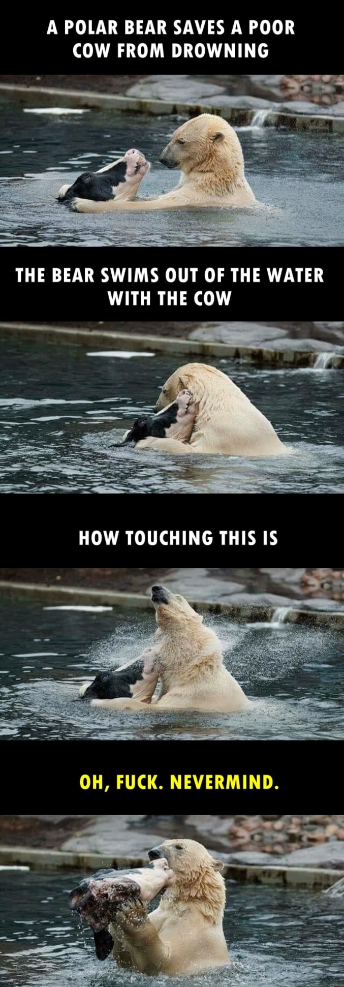 Bon bah voilà, quoi...

"Un ours sauve une malheureuse vache de la noyade 
L'ours nage hors de l'eau avec la vache
Quelle action touchante...
Ho. Merde. J'ai rien dit..."