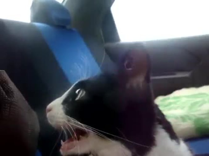 Chat En Voiture