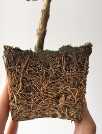 Avoir de bonnes racines