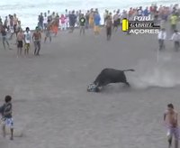 Lâcher de taureaux à Açores