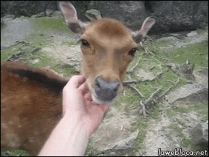 Gratouilles à une biche
