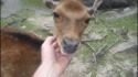 Gratouilles à une biche