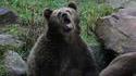 Expression d'ours