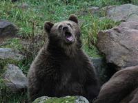 Expression d'ours