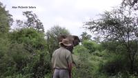 Pendant ce temps là dans la jungle
