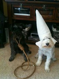 Humour de chien