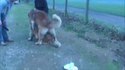 Entrevue avec des chiens