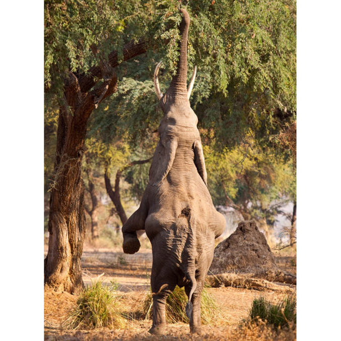 Voilà pourquoi les éléphants ont une longue trompe.