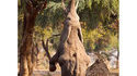 Eléphant grimpeur