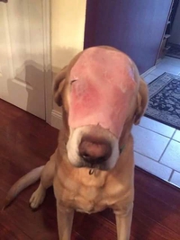 Non, ce n'est pas une tranche de jambon!