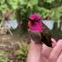 Calypte anna