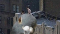 Pigeon, oiseau à la grise robe...