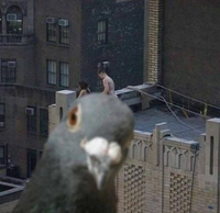 Pigeon, oiseau à la grise robe...